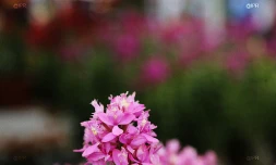 salon Flore et halle