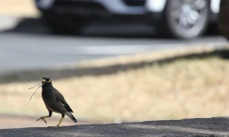 Oiseaux dans la Ville Urbaine