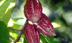 cacao péi 