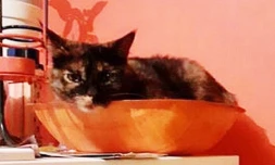 Après un an de cavale, Kiwi retrouve enfin sa propriétaire