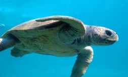 La tortue Tina a quitté les eaux iraniennes pour rejoindre le Sud des Emirats Arabes unis