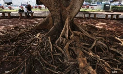 Arbres 