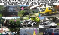 band cochon carcasse