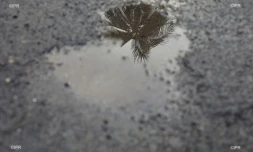 pluie