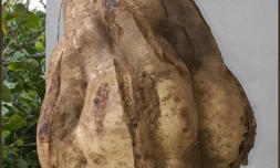 Patate douce de 7,420 kg