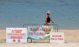 Poissons morts dans le lagon