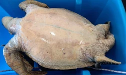 Kélonia : le cadavre d'une tortue verte récupéré au large du Cap Lahoussaye