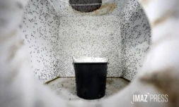 moustique spray 