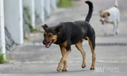 chien errant 