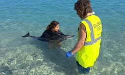 Saint-Gilles : retrouvé échoué aux Roches-Noires, un dauphin juvénile a pu regagner l'océan