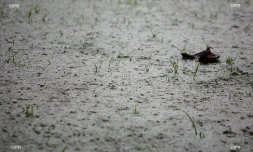 Pluie