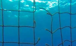 Filets anti-requins \"sabotés\"