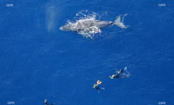 baleines 