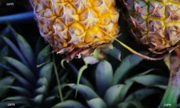 légumes et fruits