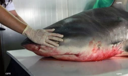 requins 