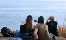 Chasse aux baleines