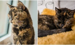 Flossi, le chat le plus vieux du monde vient de fêter ses 30 ans