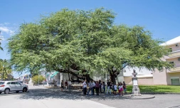 Arbre de l'année Le Port