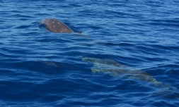 Quatre baleines à bec de Blainville