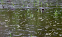 Perturbation tropicale : La Réunion toujours en vigilance fortes pluies et orages et risque de crues [?]