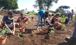 Plantation paréo 