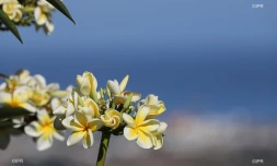 frangipaniers