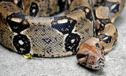 BOA 