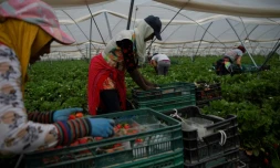 La province andalouse de Huelva produit 300.000 tonnes de fraises par an, soit 90% de la production espagnole