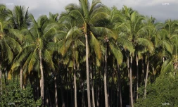 cocoteraie 