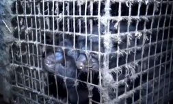 L214 tourne une vidéo choc dans un élevage de visons