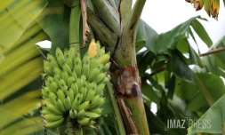 Bananes 