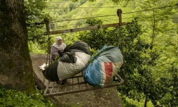 Sevilay Sen décharge des ballots de thé sur un téléphérique artisanal, à Daginiksu, en Turquie, le 10 mai 2024
