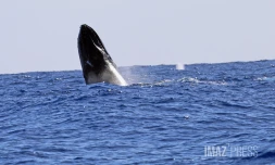 contrôle des approches de baleines 