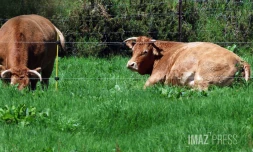vaches chemin volcan