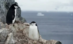 Des manchots à jugulaire (Pygoscelis antarcticus) dans l'ouest de la péninsule antarctique, le 5 mars 2016 ( AFP / EITAN ABRAMOVICH )