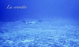 requin pointe blanche