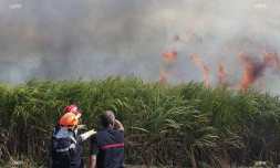 Feu de cannes à Sainte-Suzanne 31 août 2016