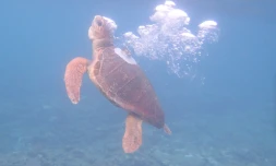 Kélonia : la tortue Davina a retrouvé l'océan