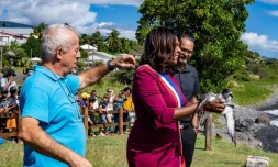 Cinor : la liberté pour le petrel de barau