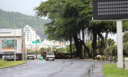 chute arbre au butor saint denis tempĂŞte iman