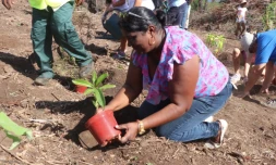 Plantation d’arbres au Grand Stella à Saint-Leu