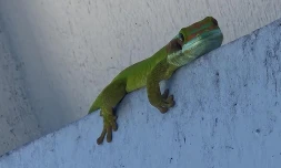 "Georges" est parti. Un martin me l’a tué...