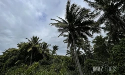 nuages et cocotiers