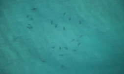 Australie requins Ballina surfeurs