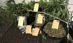 saisie cannabis Plaine-des-Palmistes