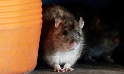 Rats