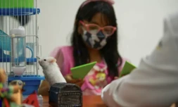 Alessia, 9 ans, souffrant d'hyperactivité avec déficit de l'attention, joue avec un hamster pendant une séance de thérapie au Centre national de santé mentale de l'ISSSTE, le 7 juillet 2023 à Mexico ( AFP / CLAUDIO CRUZ )