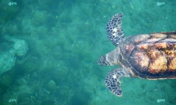 tortues