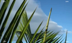 météo réunion 