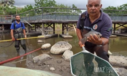 transfer des poissons du bassin de la trinite 